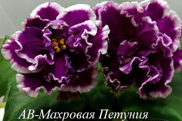 Фиалка Петуния Фото